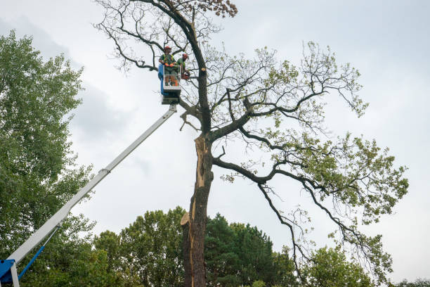 How Our Tree Care Process Works  in  Wyndmoor, PA